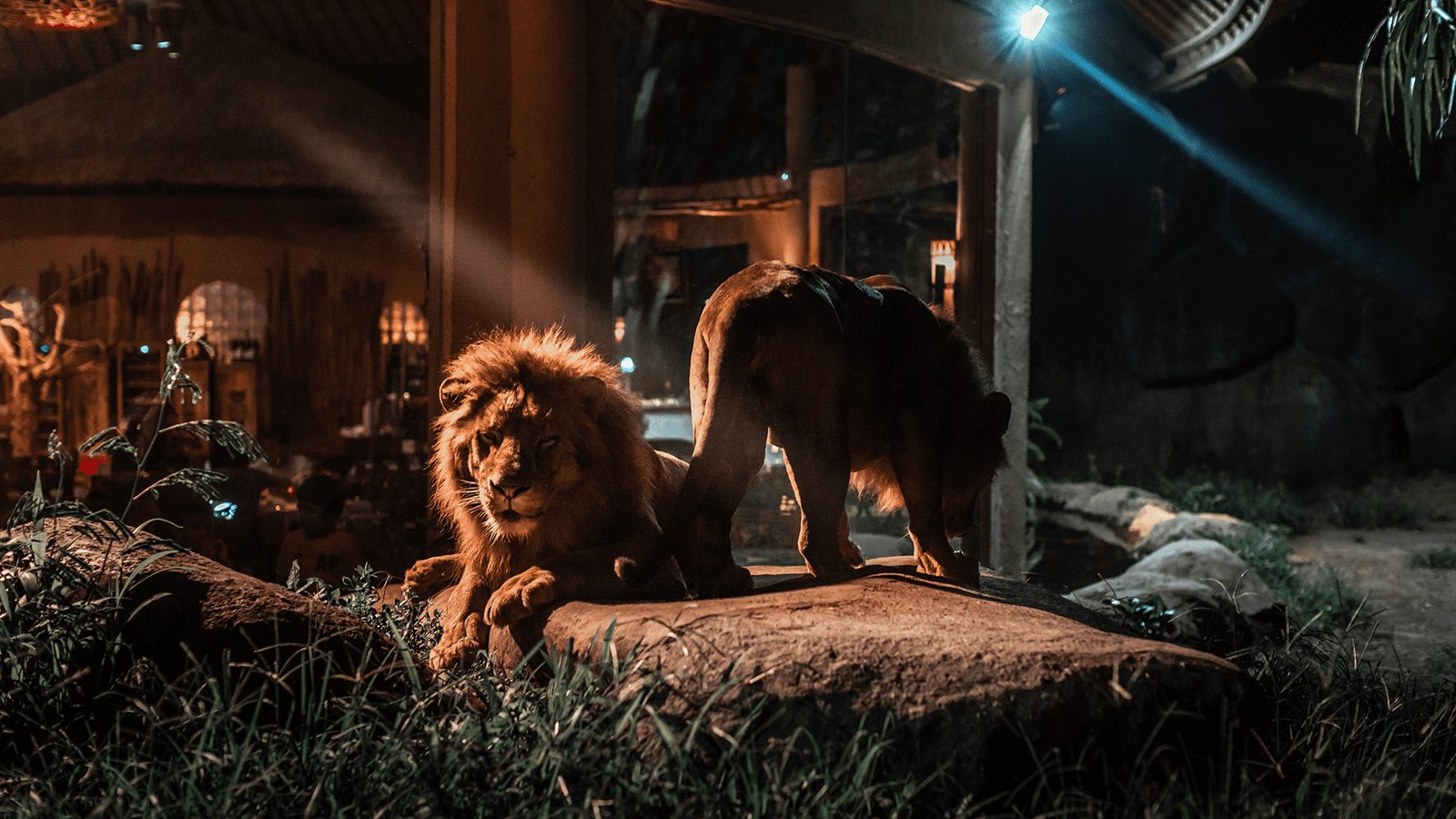 Gece safarisinde aslan