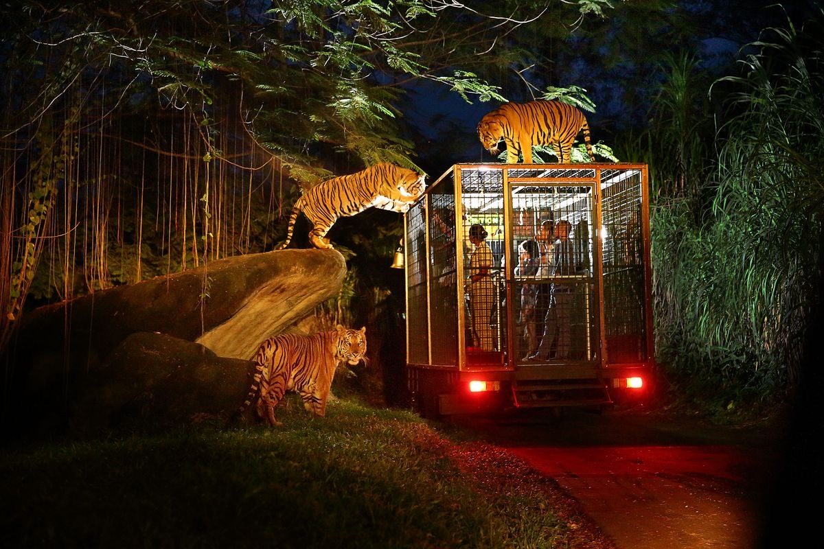 Bali Safari & Gece Safari