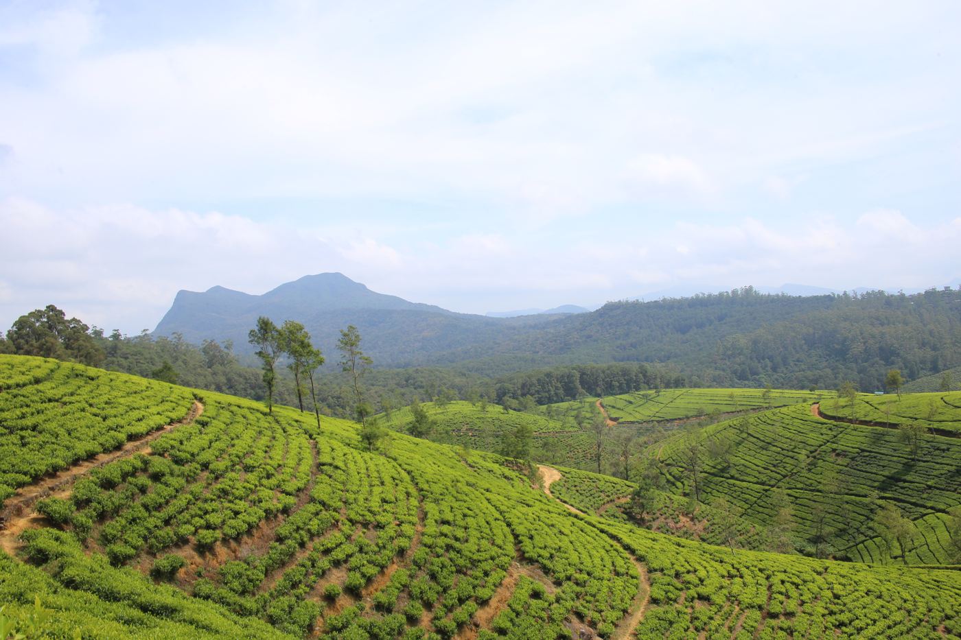 Nuwara Eliya'da çay tarlaları
